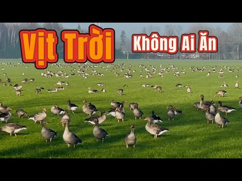 Vịt Trời Hà Lan  Nguyên Một Cánh Đồng Thích Quá 