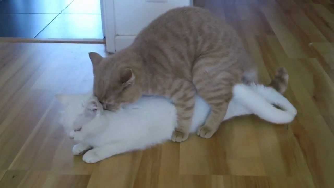 Cats Mating Youtube | CLOUDY GIRL PICS