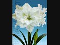 The worlds most popular christmas flowering house plant - Amaryllis/Hippeastrum