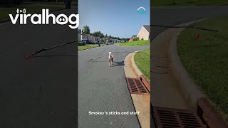 Dog Has Wide Load With Huge Stick Viralhog