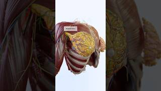 The Intricate Anatomy Of The Female Breast 3D Visualization With Voka Anatomy Pros 3D Models