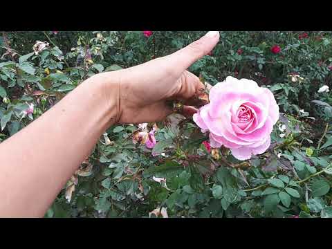 Hoa hồng thân gỗ f1- vườn nhân giống hoa hồng tree rose
