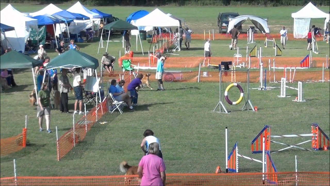 golden retriever national specialty 2013 golden retriever national specialty 2011 go gold s express golden retriever national specialty 2013 golden retriever national specialty 2011 go gold s express