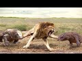 Aghast! The Brutal Moment When the Fierce Lion Couldn't Avoid The Giant Lizard Bites| Wildlife 2023