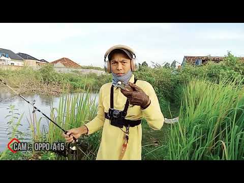 Razia Gabus diawal Bulan Puasa 1443 H - Fishing Vlog Ngawil Jejama #45
