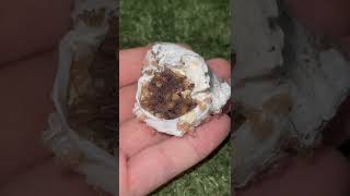 Tarantula Eggsac
