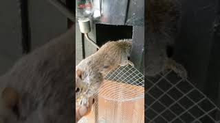 Leo The Squirrel Update 4 #Shorts