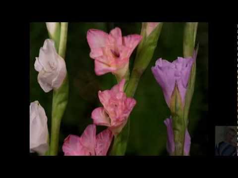 Весенняя музыка alizbar скачать