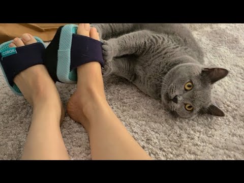 For some reason, cats love training soles and have funny reactions when their owners wear them. For some reason, cats love training soles and have funny reactions when their owners wear them.