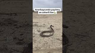 Ən Zəhərli Ilan Nəhəng Gürzə Snake Attack