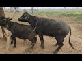 छोटी बफेलो के साथ मेंटिंग || Chhoti Buffalo Ke Sath Mating || Buffalo Mating Pada #buffalomating