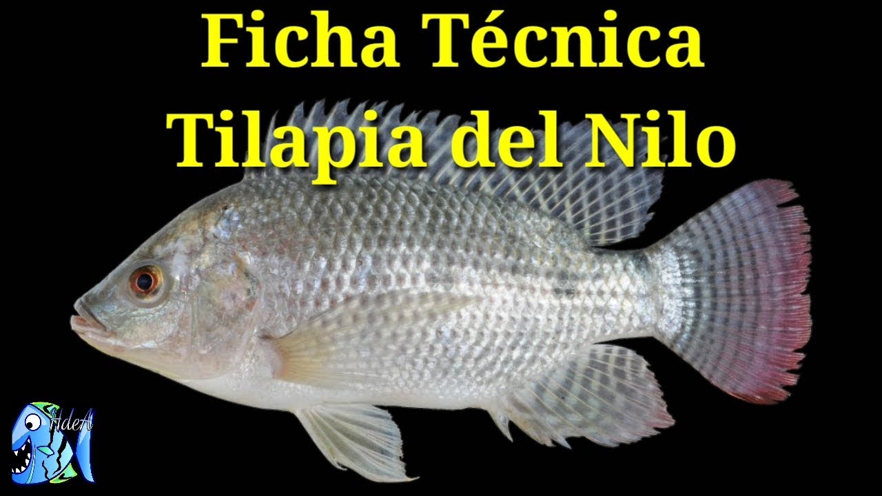 Tilapia joke