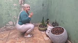 Minha Plantações De Pé De Mamão