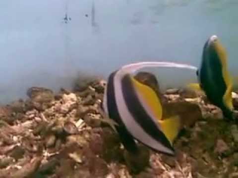   Fishing on Red Sea Diving   Beautiful Saltwater Fish   Yourpetstube Com