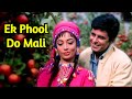 Ek Phool Do Mali 4k Video Jukebox | Sadhana, Sanjay Khan | Asha Bhosle Hit Songs | Old Songs