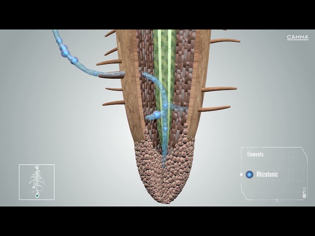 Watch CANNA RHIZOTONIC on YouTube.