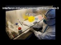 Chinese Flu Susceptibility - Biology Science News Project