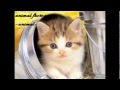 animali :) XX)