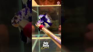 Dalmatian Betta Ohm