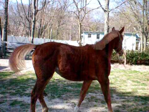 dutch filly nice trot and profile,by navarone and u line mare,more at 