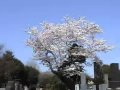 上原さくら R−1にお笑いで転向か?