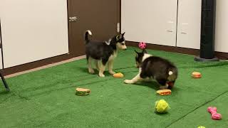 3/4 Siberian Husky Mix with Border collie Puppies