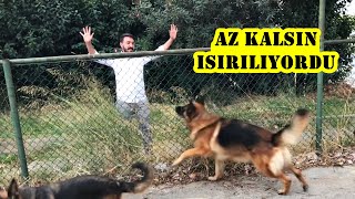 ALMAN KURDU ALAN KORUMA TESTİ! (ÇOK FENA SALDIRDILAR !!!)