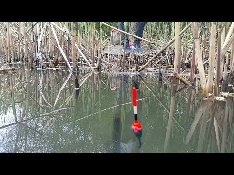 как поймать рыбу в пруду без удочки как поймать рыбу в пруду без удочки