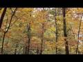 Ranker Video