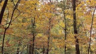 Watch Fleet Foxes Ragged Wood video