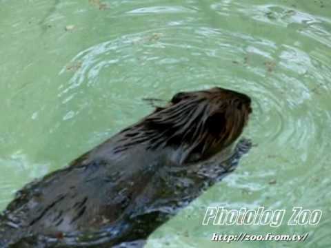 Beaver アメリカビーバーの泳ぎ2@千葉Zoo