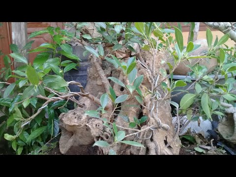 Proses Lanjutan 3 Bahan Bonsai di Batu Fosil.