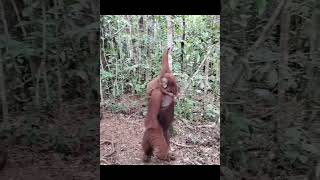 Orangutans Walking Path.