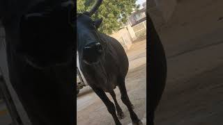 Gau Mata Ko Roti De.gau Mata Mein 33 Karod Devi Devta Nivas Karte Hain Jay Balaji Maharaj