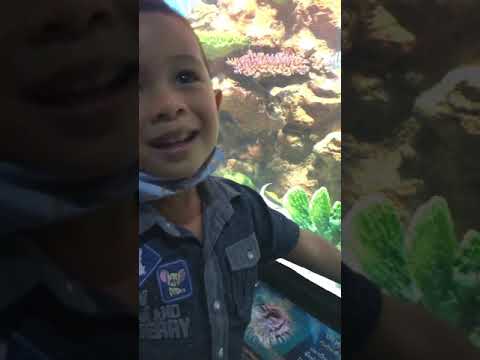 ไปดูปลา อควาเรียม ภูเก็ต Phuket Aquarium