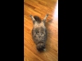 Cat Sit-ups