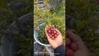 Strawberry Guava