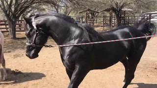 RANCHOLAROSA. MR PEPONITA PUDDEN, EMPADRE 2019#CUARTODEMILLA