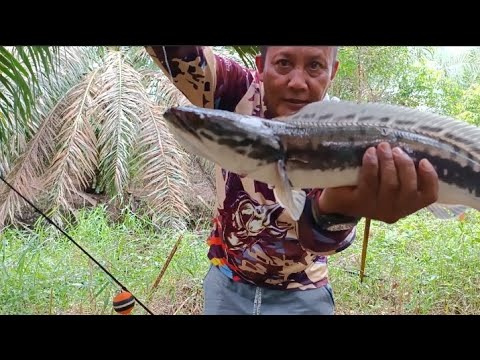 LAGI SERU-SERUNYA STRIKE MALAH HUJAN