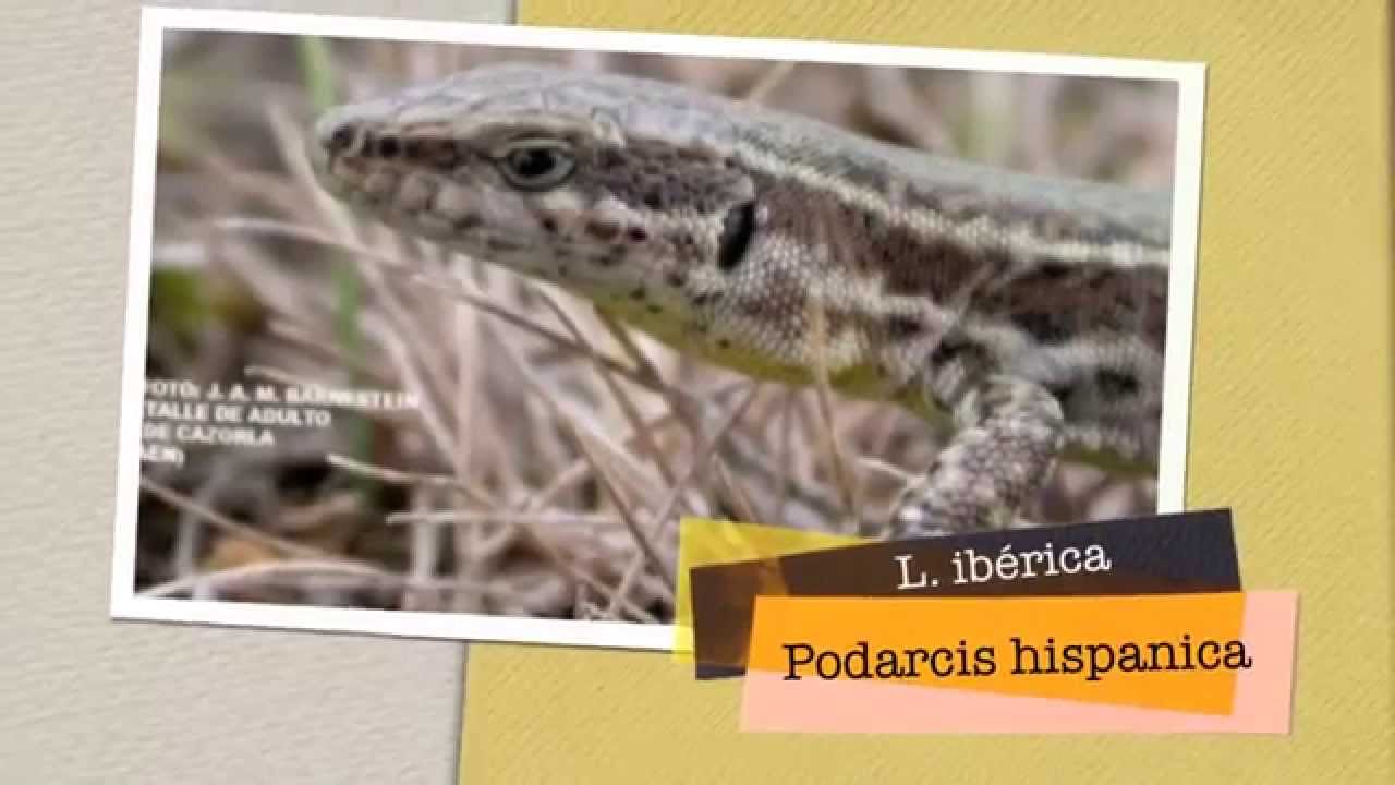 FAUNA IBERICA ASTURIAS fauna iberica asturias: