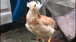 Wheaten Araucana Kuyruksuz Küpeli