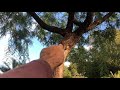 Tipuana tipu AKA the Tipu Tree AKA Rosewood