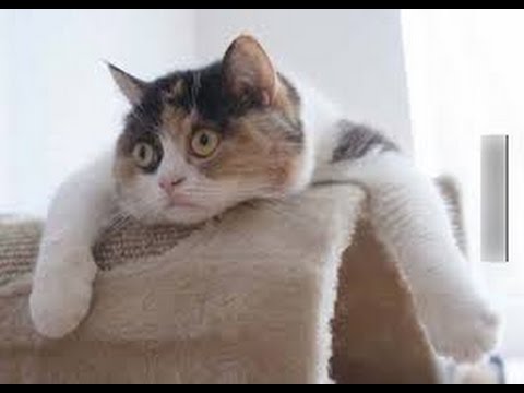 Funny animals compilation 2014- 2015.............Clip hài động vật mới nhất! | hai dong vat Funny animals compilation 2014- 2015.............Clip hài động vật mới nhất! | hai dong vat