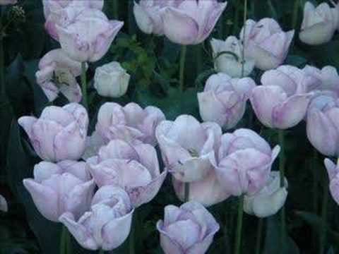 Noor Jahan - (Ghazal) - Dil Dharakne Ka Sabab Yaad Aaya