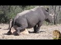 Rhino Scratching the Itch