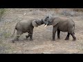 Baby Elephant to the Rescue