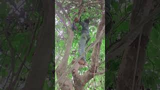 Gand Mari Teri Gand Mari Realfoolsshorts63