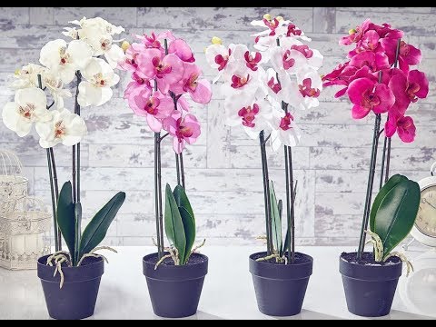 Gardenia jasminoides как ухаживать в домашних условиях Gardenia jasminoides как ухаживать в домашних условиях