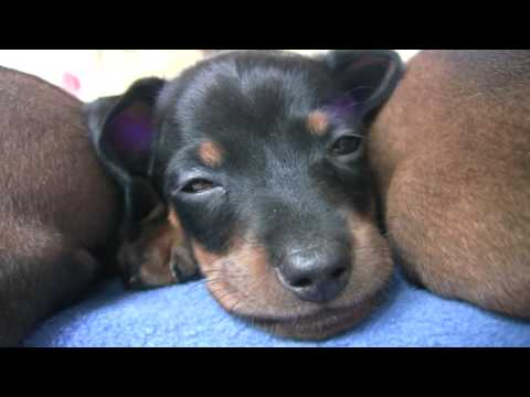 Dachshund Puppies 3 weeks old weaning