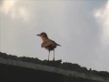 Chat (bird)